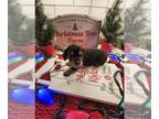 Dachshund PUPPY FOR SALE ADN-844969 - Miniature dachshund