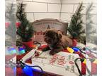 Poovanese PUPPY FOR SALE ADN-844966 - Boy 1
