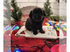 Poovanese PUPPY FOR SALE ADN-844965 - Girl 2