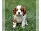Cavalier King Charles Spaniel PUPPY FOR SALE ADN-844964 - Cavalier King Charles