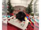 Poovanese PUPPY FOR SALE ADN-844962 - Girl 1