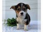 Pembroke Welsh Corgi PUPPY FOR SALE ADN-844951 - AKC Corgi
