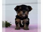 Yorkshire Terrier PUPPY FOR SALE ADN-844946 - AKC Yorkshire Terrier