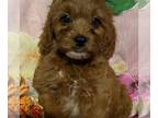 Cavapoo PUPPY FOR SALE ADN-844941 - Cavapoo
