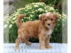 Cavapoo PUPPY FOR SALE ADN-844922 - f1b Cavapoo