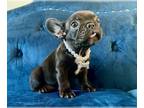French Bulldog PUPPY FOR SALE ADN-844914 - Black and White Frenchie with hazel