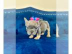 English Bulldog PUPPY FOR SALE ADN-844910 - Blue Tan Male French Bulldog