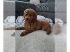 Cockapoo PUPPY FOR SALE ADN-844888 - Cockapoo For Sale Sugarcreek OH