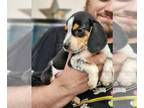Beagle PUPPY FOR SALE ADN-844883 - Blue ticked Male 15 beagle puppy