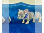English Bulldog PUPPY FOR SALE ADN-844875 - Blue Tan Male French Bulldog
