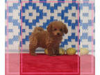 Goldendoodle-Poodle (Toy) Mix PUPPY FOR SALE ADN-844835 - Heather
