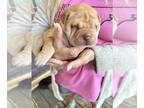 Chinese Shar-Pei PUPPY FOR SALE ADN-844822 - Apricot Chinese Shar Pei Female
