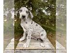 Great Dane PUPPY FOR SALE ADN-844816 - Wren