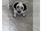 Dalmatian-Great Pyrenees Mix PUPPY FOR SALE ADN-844809 - 10 week old puppy