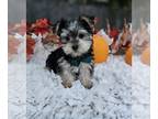 Morkie PUPPY FOR SALE ADN-844806 - Bastian