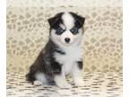 Pomsky PUPPY FOR SALE ADN-844790 - Oscar