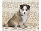 Pomsky PUPPY FOR SALE ADN-844789 - Ollie