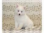 Pomsky PUPPY FOR SALE ADN-844788 - Ozzy