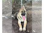 German Shepherd Dog PUPPY FOR SALE ADN-844783 - Bianca