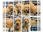 Goldendoodle PUPPY FOR SALE ADN-844776 - Goldendoodle