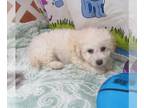 Maltipoo PUPPY FOR SALE ADN-844767 - Sisco Cream Maltipoo Boy