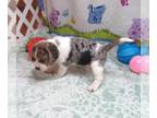 Beagle PUPPY FOR SALE ADN-844766 - Brooke Blue Tick Beagle Girl