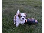 Shih Tzu PUPPY FOR SALE ADN-844757 - ACA Shih Tzu For Sale Millersburg OH