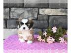 Shih Tzu PUPPY FOR SALE ADN-844756 - ACA Shih Tzu For Sale Millersburg OH