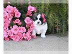 Shih Tzu PUPPY FOR SALE ADN-844755 - ACA Shih Tzu For Sale Millersburg OH