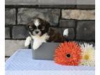 Shih Tzu PUPPY FOR SALE ADN-844754 - ACA Shih Tzu For Sale Millersburg OH
