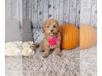 Cockapoo PUPPY FOR SALE ADN-844753 - F1B Cockapoo For Sale Sugarcreek OH