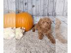 Cockapoo PUPPY FOR SALE ADN-844752 - F1B Cockapoo For Sale Sugarcreek OH