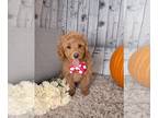 Cockapoo PUPPY FOR SALE ADN-844751 - F1B Cockapoo For Sale Sugarcreek OH