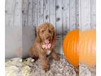 Cockapoo PUPPY FOR SALE ADN-844750 - F1B Cockapoo For Sale Sugarcreek OH