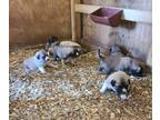 Anatolian Shepherd-Great Pyrenees Mix PUPPY FOR SALE ADN-845000 - Puppies for