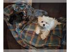 Maltese PUPPY FOR SALE ADN-844979 - 10 week old Pure Bred Maltese Puppy