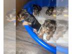 Yorkshire Terrier PUPPY FOR SALE ADN-844961 - Female yorkie puppy for saale