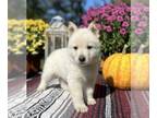German Shepherd Dog PUPPY FOR SALE ADN-844891 - Golden German Shepherd