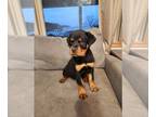 Rottweiler PUPPY FOR SALE ADN-844853 - AKC Registered Rottweiler Puppy