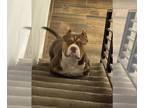 American Bully PUPPY FOR SALE ADN-844849 - American Bully