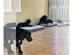 Great Dane PUPPY FOR SALE ADN-844841 - Great Dane puppy