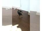 American Rat Pinscher-Foxy Rat Terrier Mix PUPPY FOR SALE ADN-844812 - Boy and
