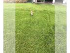 Rat Terrier PUPPY FOR SALE ADN-844793 - Puppy for Sale