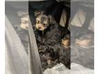 Morkie PUPPY FOR SALE ADN-844774 - Bella