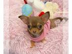 Chihuahua PUPPY FOR SALE ADN-844749 - Chihuahua puppies
