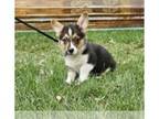 Pembroke Welsh Corgi PUPPY FOR SALE ADN-844746 - Super adorable Pembroke Corgi