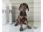 Doberman Pinscher PUPPY FOR SALE ADN-844739 - AKC Doberman Pinchers available