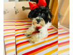 Havanese DOG FOR ADOPTION ADN-845109 - Female Havanese 3yo