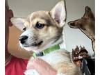 Pembroke Welsh Corgi DOG FOR ADOPTION ADN-844782 - Corgi mix puppies available
