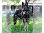 German Shepherd Dog DOG FOR ADOPTION ADN-844764 - Duke